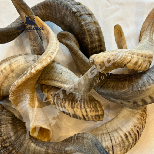 Ram Horn For Dog Chew Large