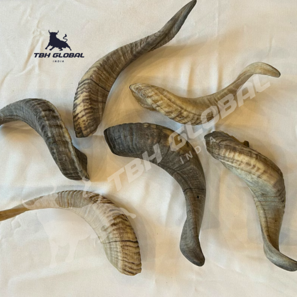 Ram Horn For Dog Chew Large - Image 2